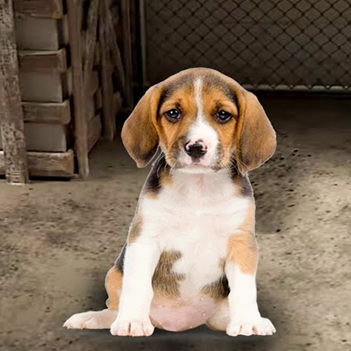 Simulador de refugio de animales
